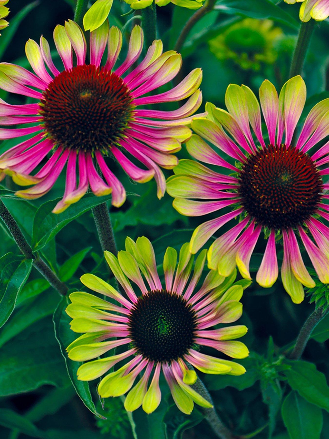 you-garden-echinacea-green-twister-3-x-9cm-pot