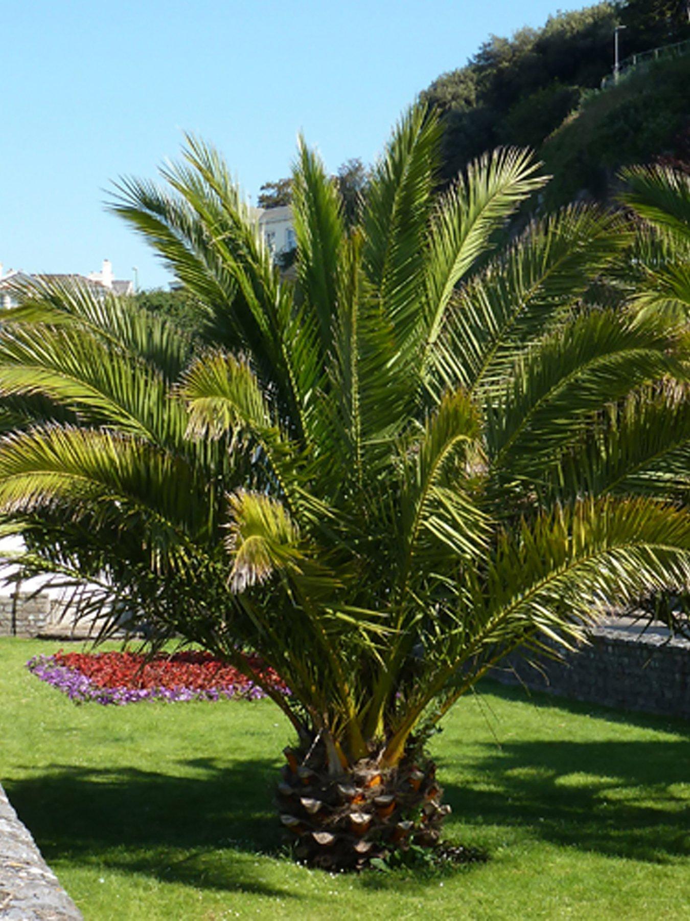 undefined Pair of Hardy Phoenix Palm Trees 1.2-1.4M Tall