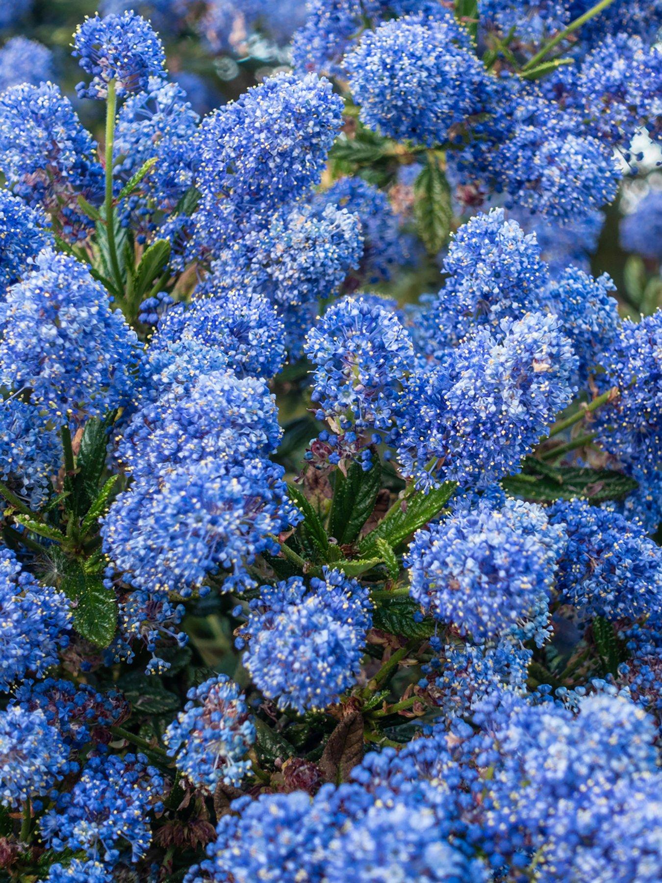  image of you-garden-ceanothus-thyrsiflorus-var-repens-3-x-9cm-pot