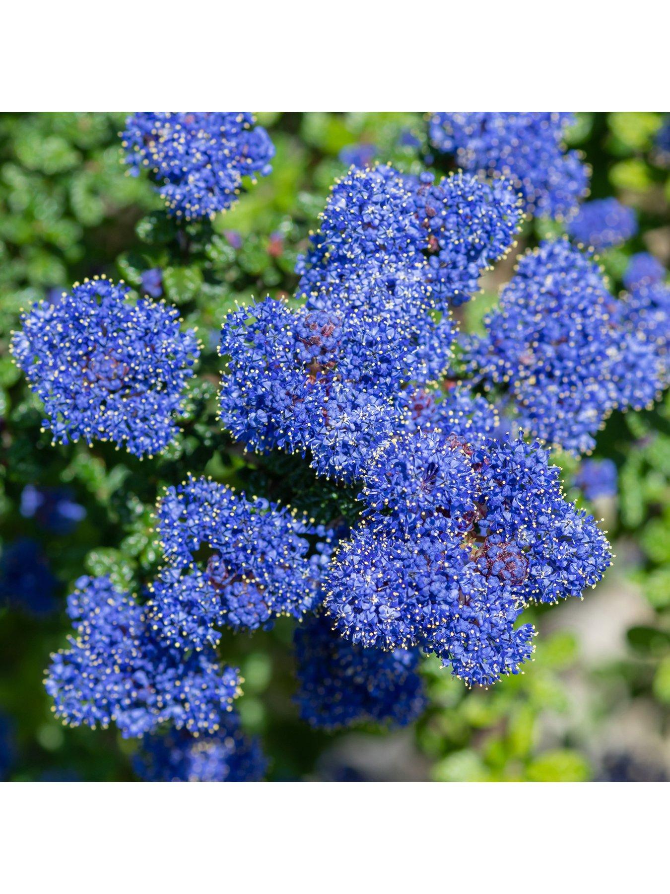  image of you-garden-ceanothus-thyrsiflorus-var-repens-3-x-9cm-pot