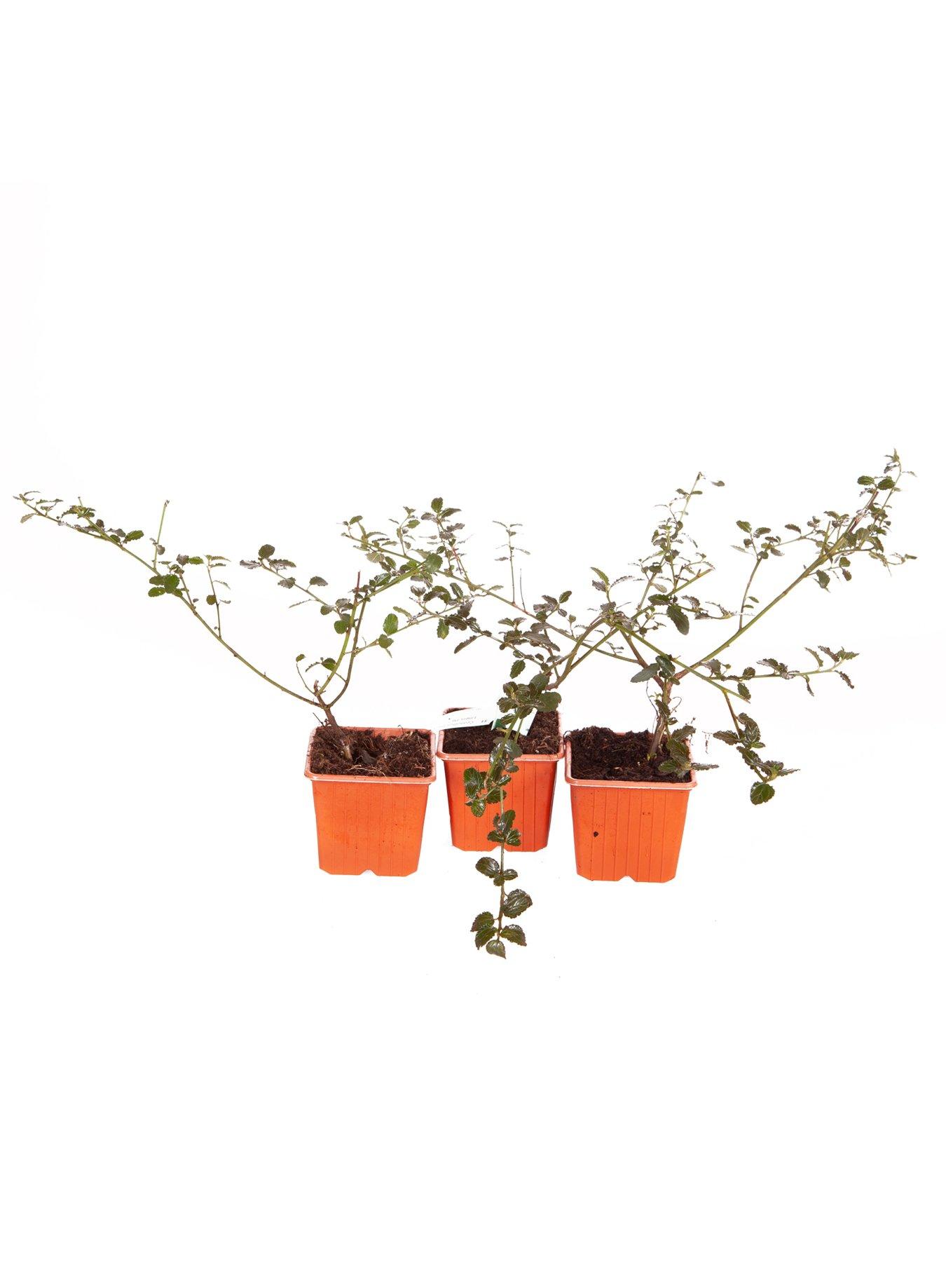  image of you-garden-ceanothus-thyrsiflorus-var-repens-3-x-9cm-pot