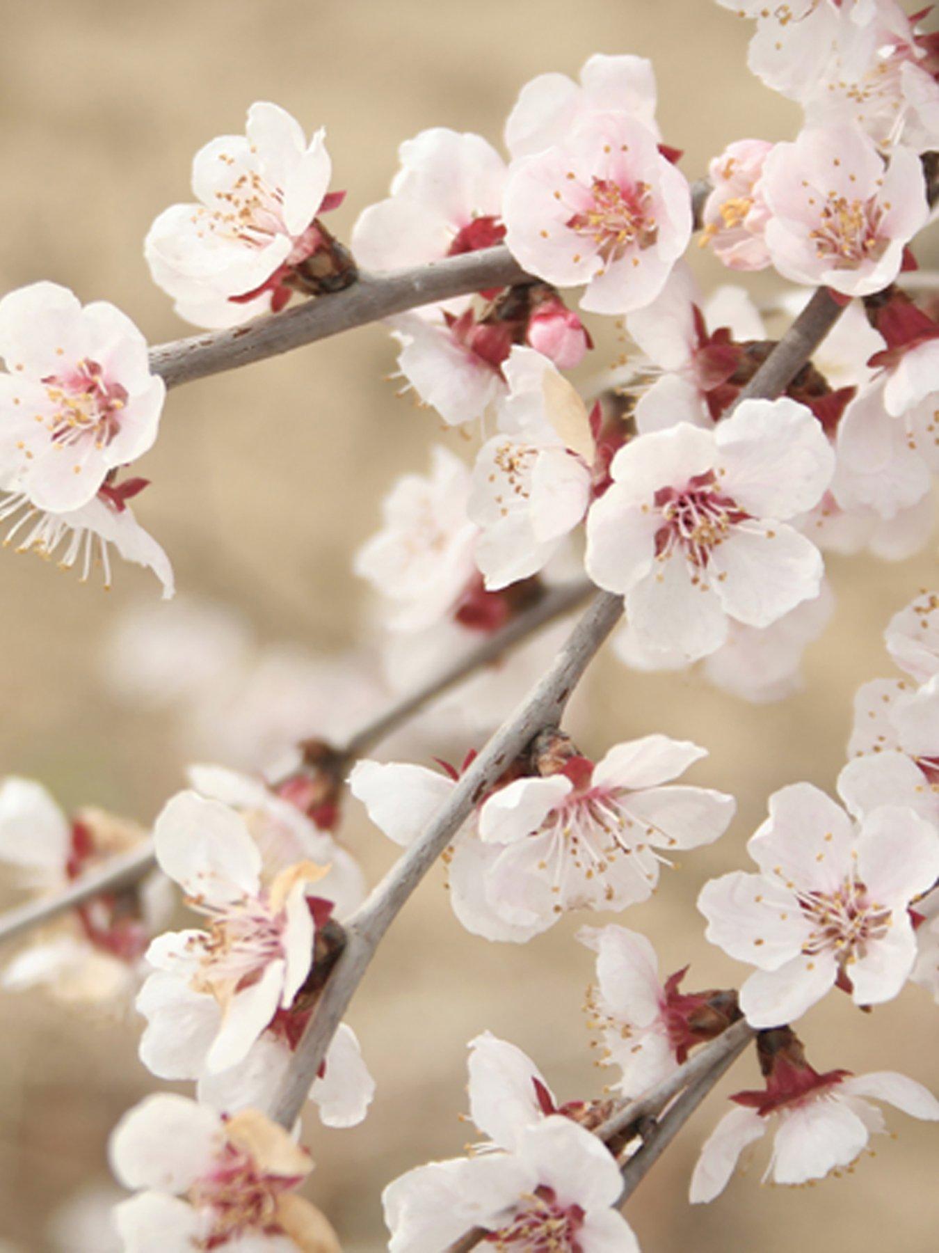  image of you-garden-prunus-incisa-kojo-no-mai-3-x-9cm-pot