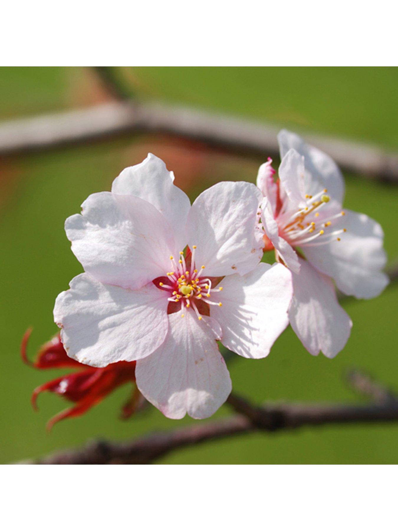  image of you-garden-prunus-incisa-kojo-no-mai-3-x-9cm-pot