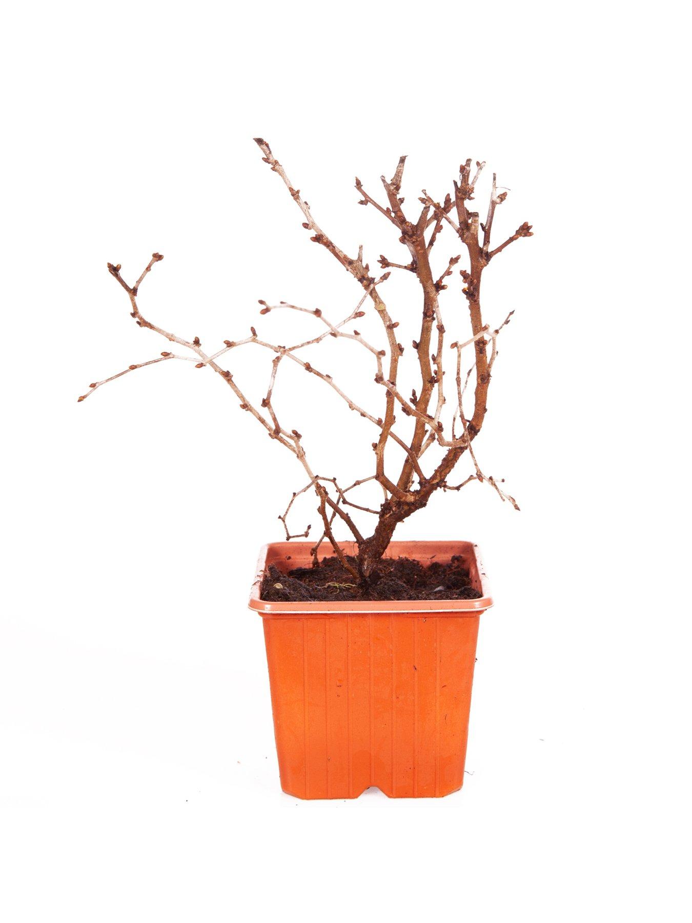  image of you-garden-prunus-incisa-kojo-no-mai-3-x-9cm-pot