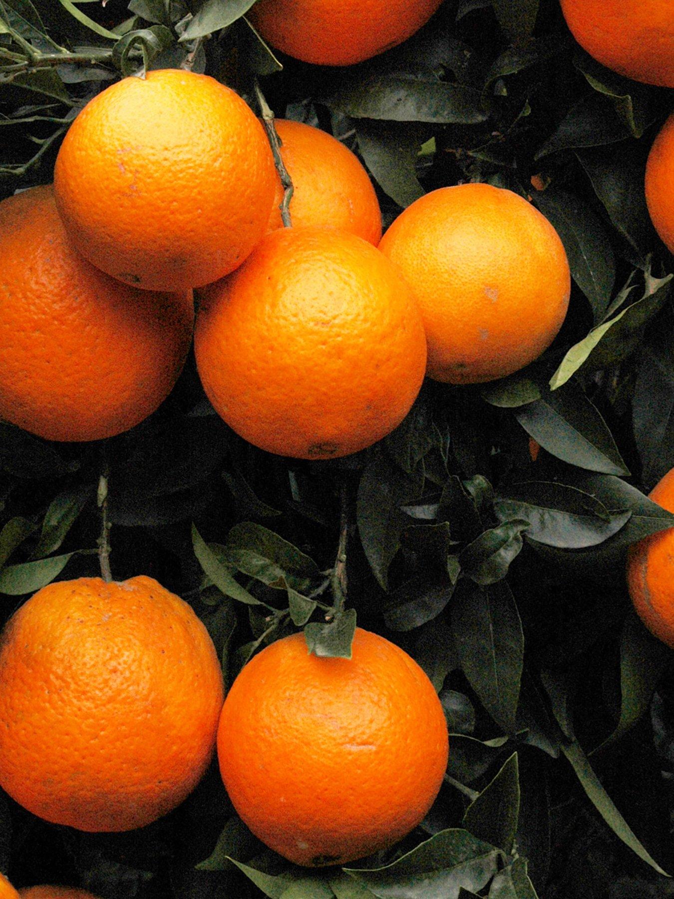 You Garden Large Blood Orange Citrus Tree