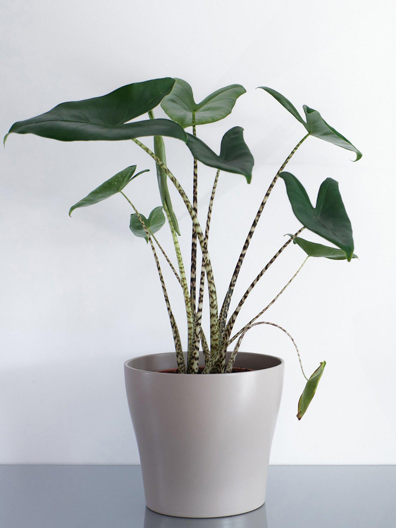 undefined Alocasia Zebrina 'Elephant's Ears' 12cm Pot