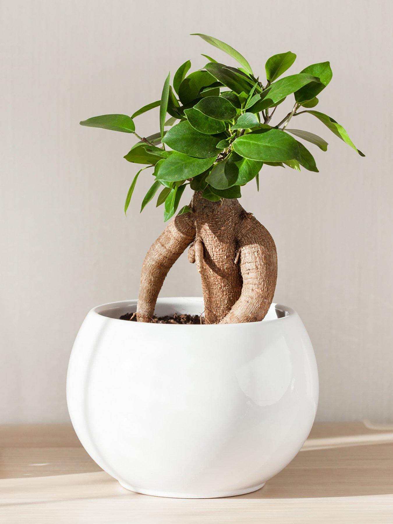 You Garden Ficus Microcarpa Ginseng 'Bonsai Fig' 14cm Pot