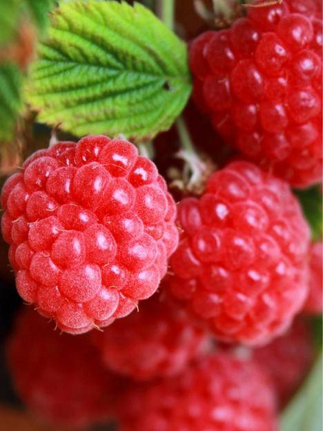raspberry-sweet-sunshine-2l