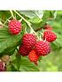  image of raspberry-sweet-sunshine-2l