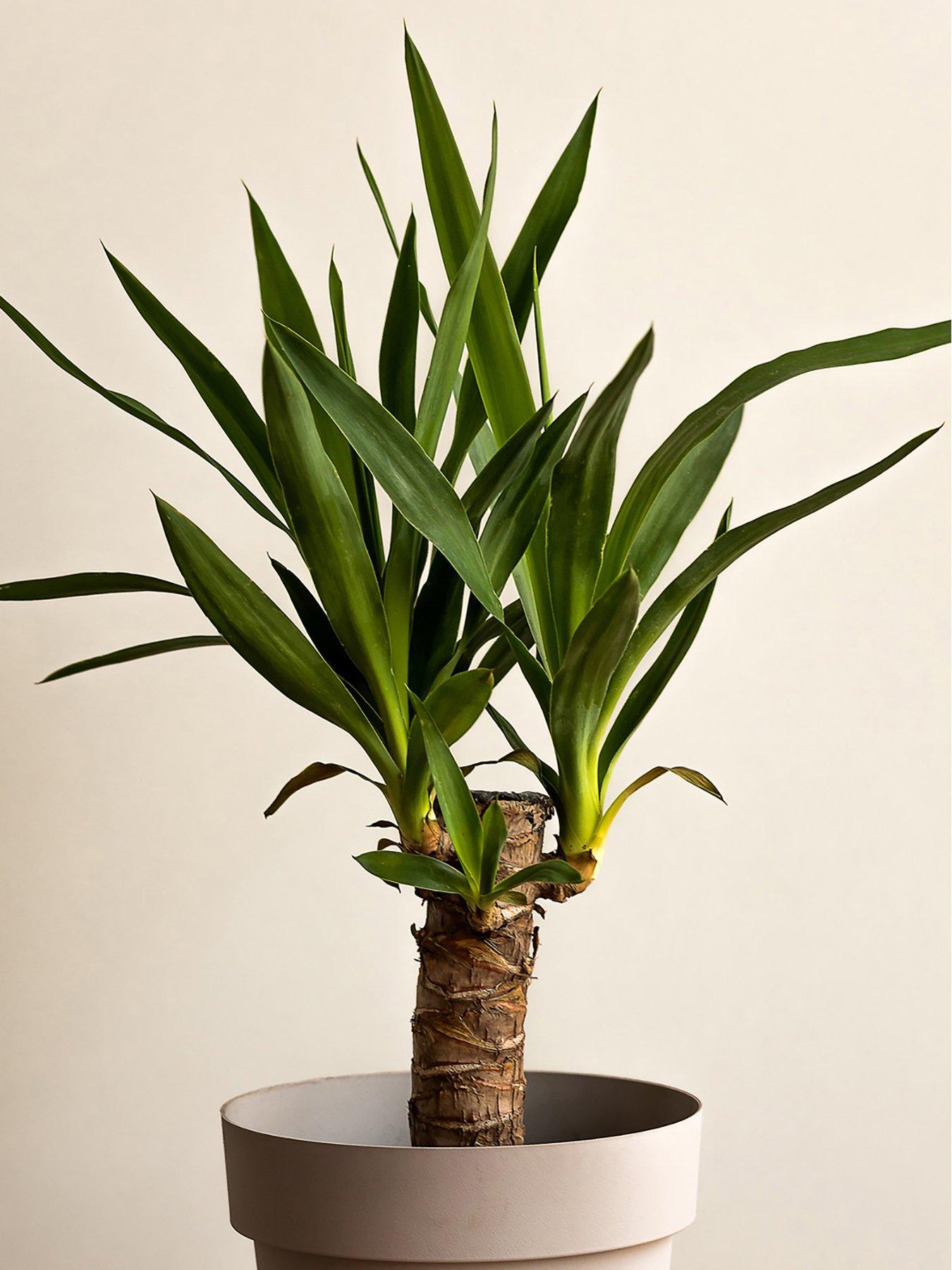 Image 1 of 3 of You Garden Yucca elephantipes 11cm Pot