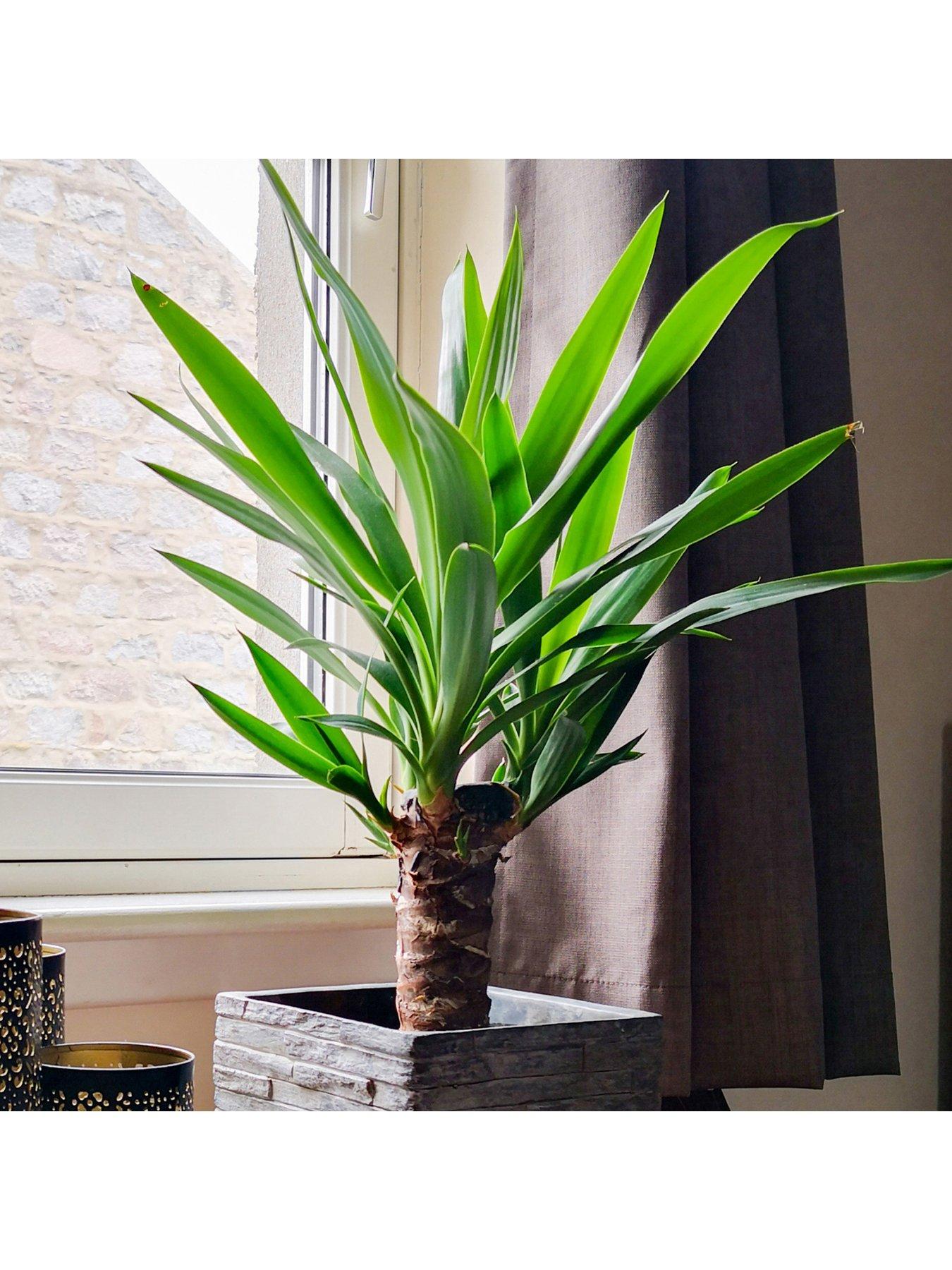 Image 2 of 3 of You Garden Yucca elephantipes 11cm Pot