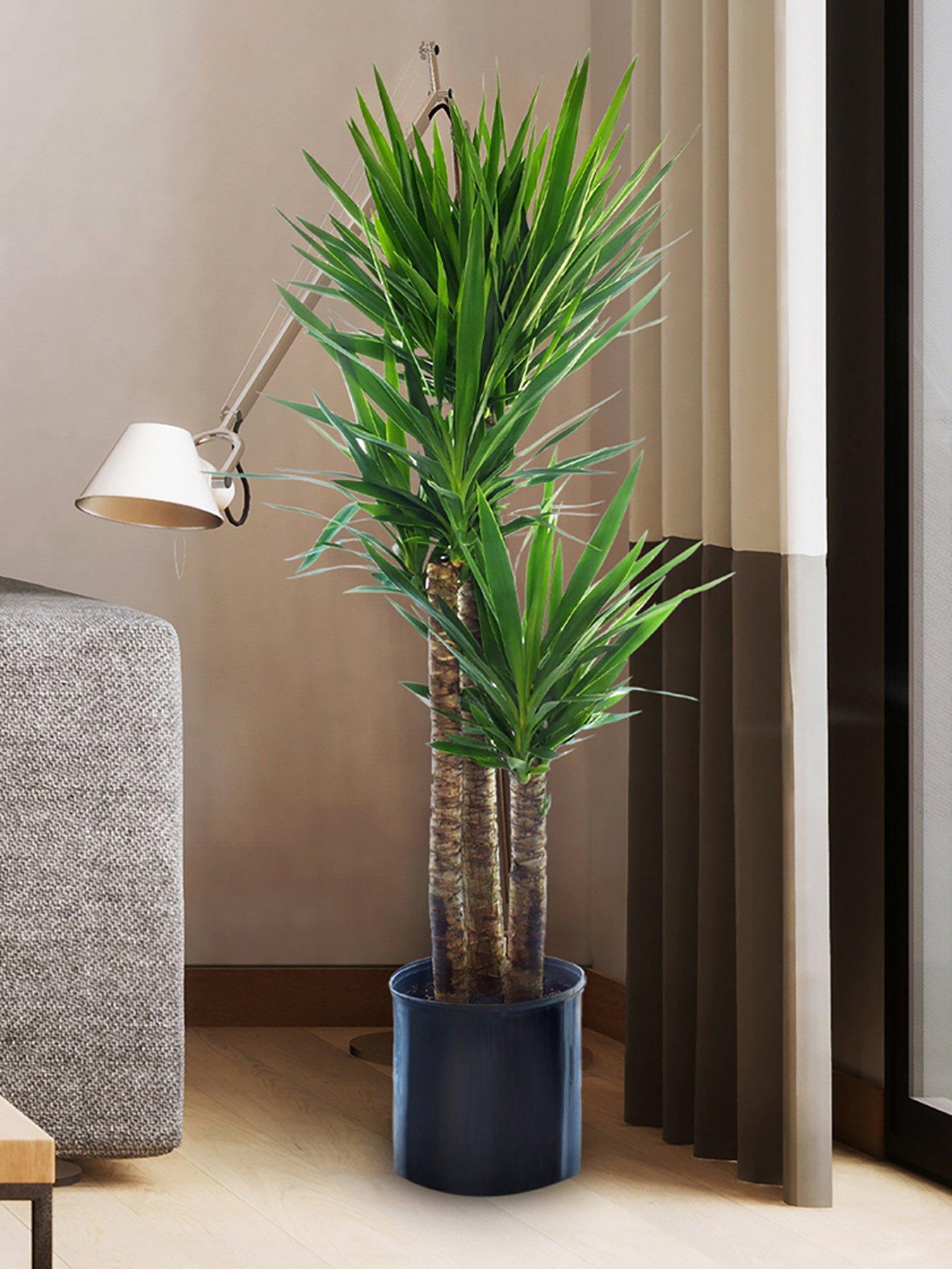 you-garden-yucca-3-stem-603020cm-in-21cm-pot-100cm-tall