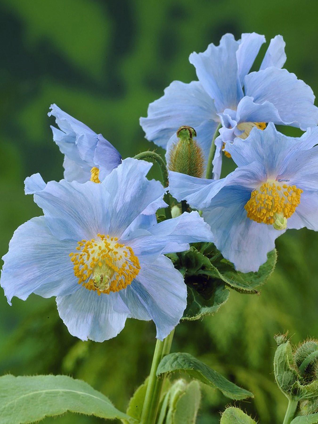 You Garden Meconopsis Himalayan Blue Poppy 3 x Jumbo plugs