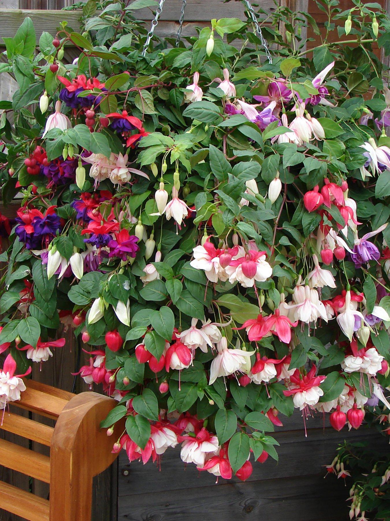 Pair of Preplanted Fuchsia Trailing Hanging Baskets