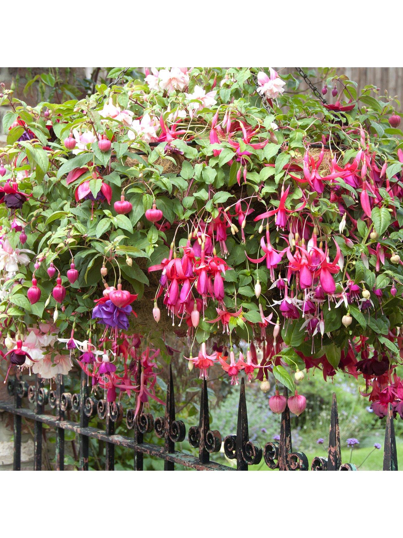 Pair of Preplanted Fuchsia Trailing Hanging Baskets