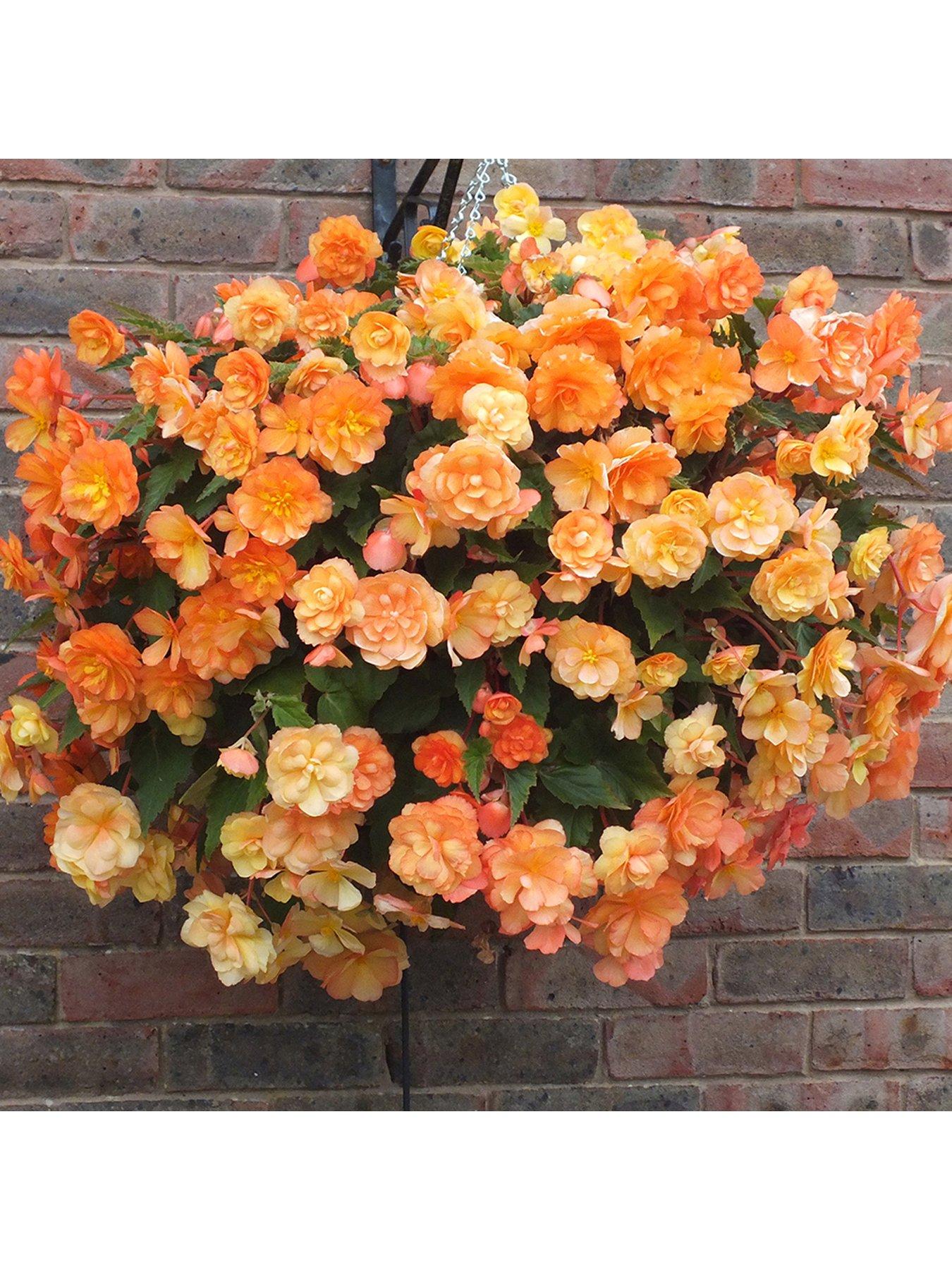 Pair of Preplanted Begonia Apricot Shades Hanging Baskets