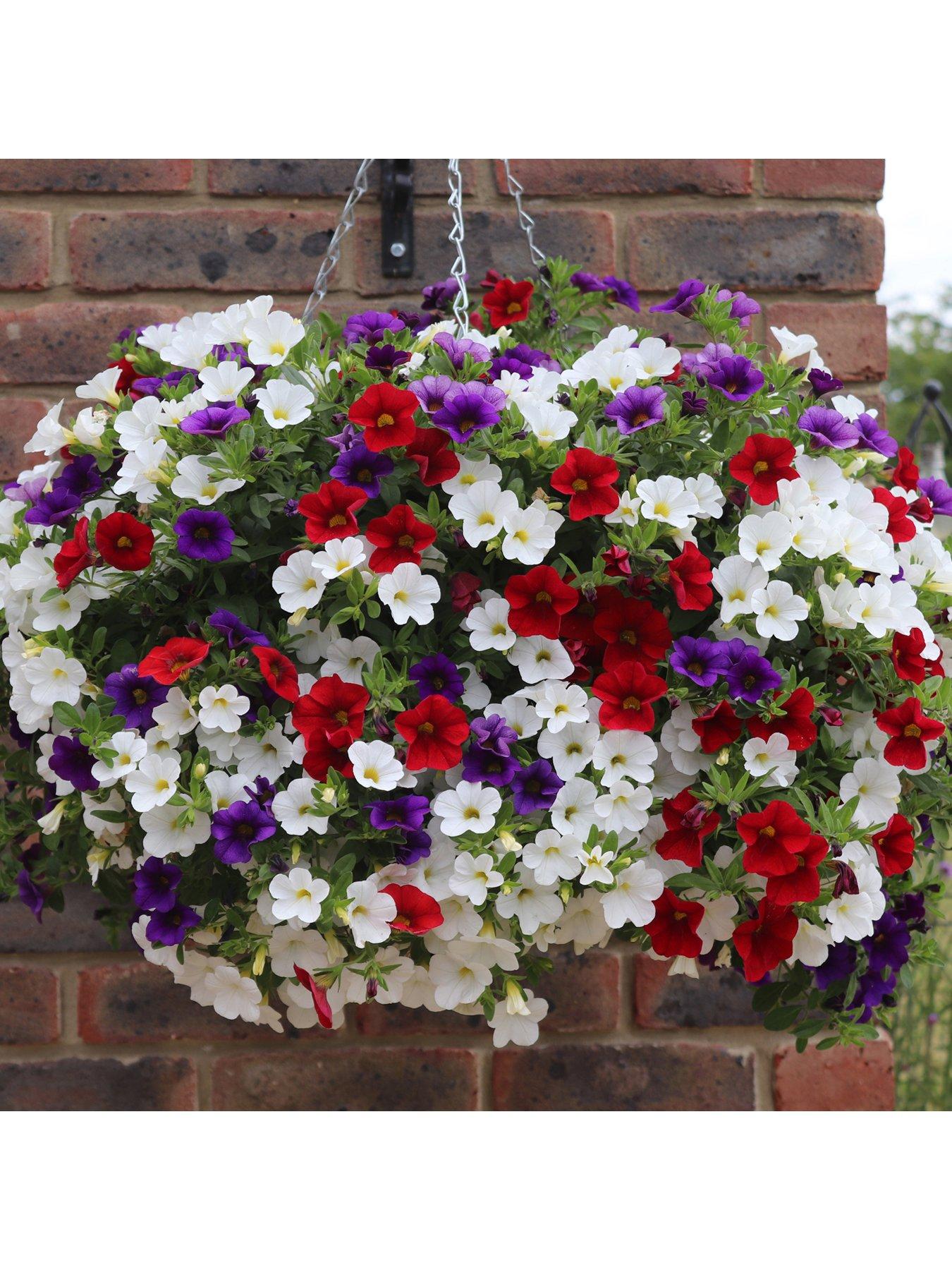 You Garden Pair of PrePlanted Callibrachoa Union Jack Hanging Baskets