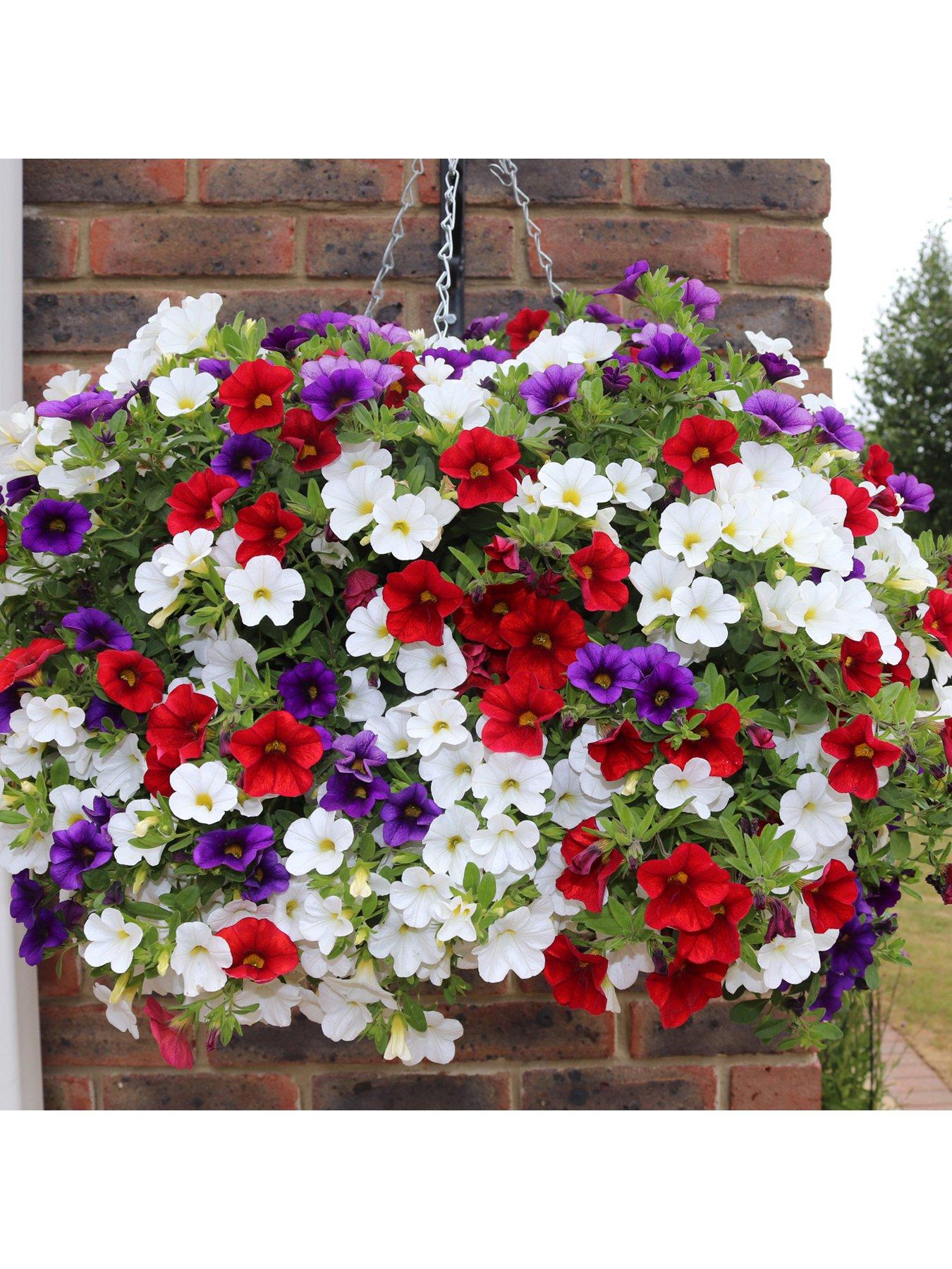 Pair of PrePlanted Callibrachoa Union Jack Hanging Baskets