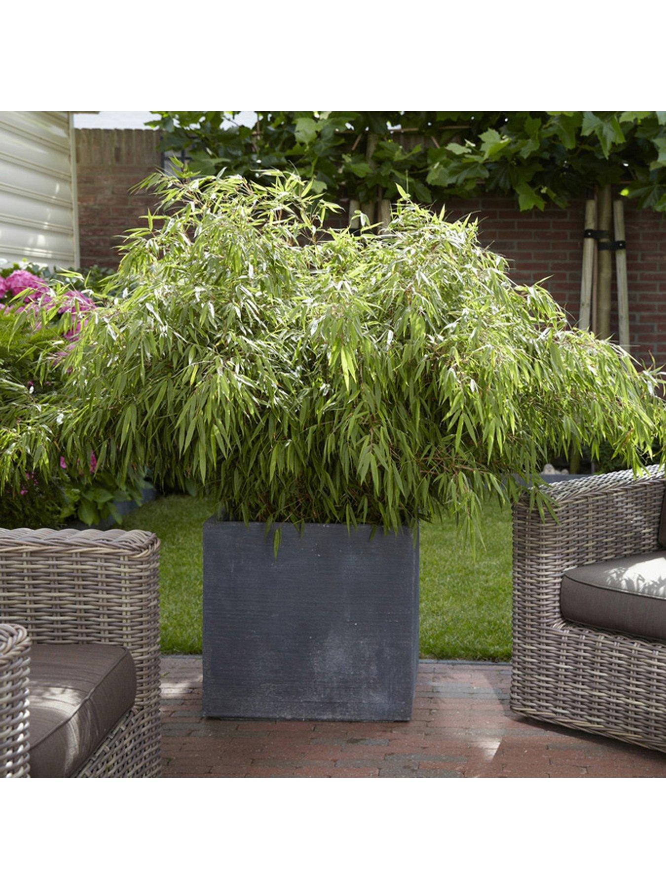 undefined Fargesia Rufa (Fountain Bamboo) 5L