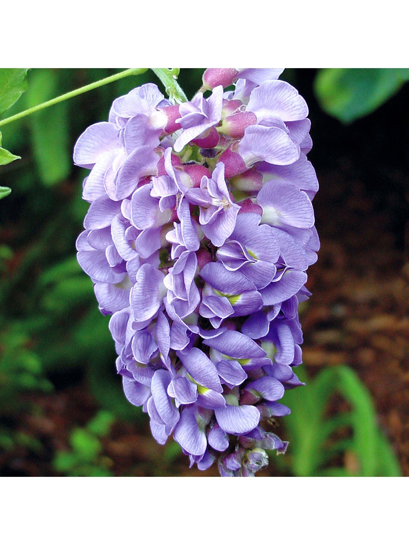 You Garden Wisteria Amethyst Falls 15cm Pot