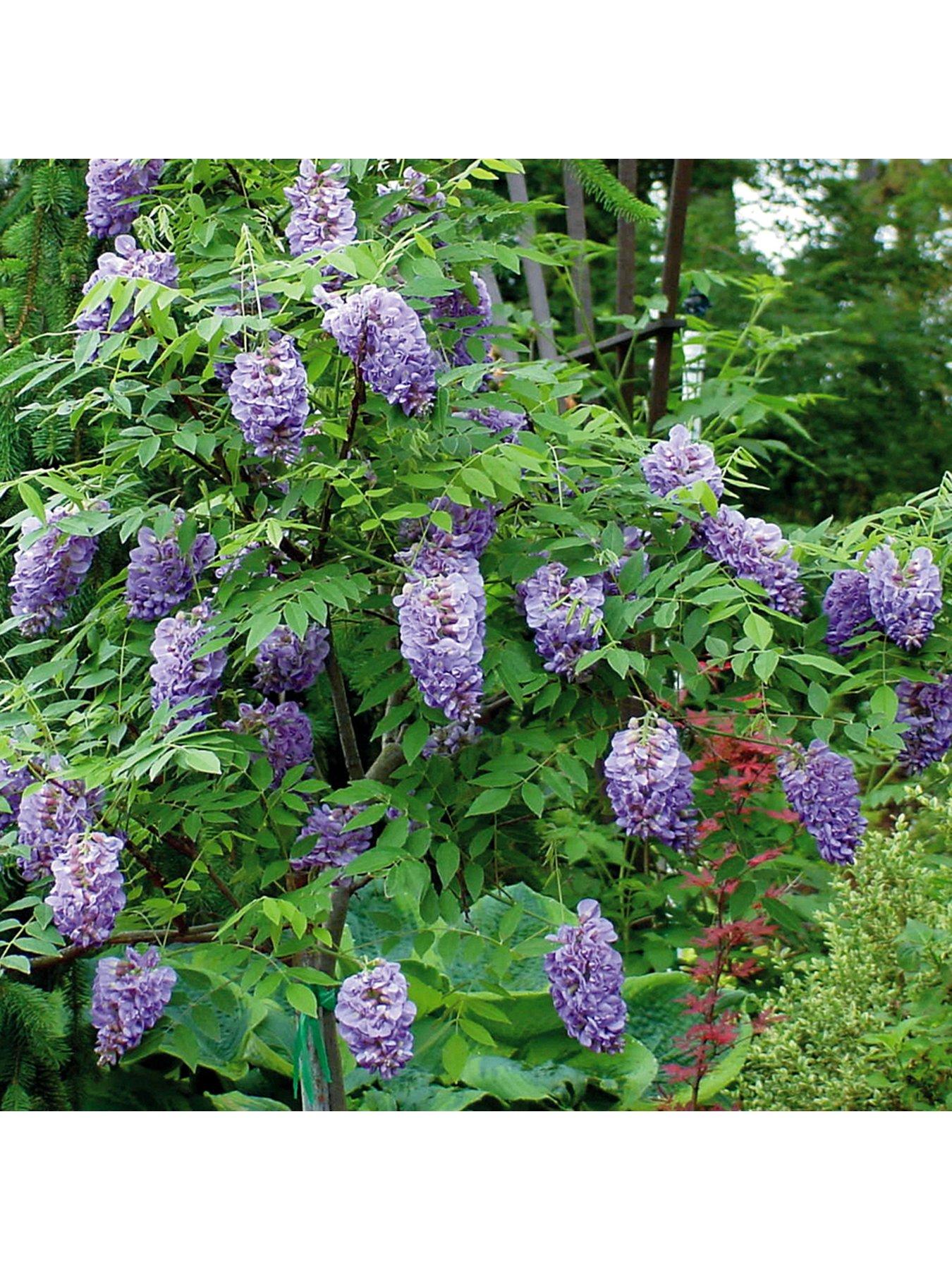  image of you-garden-wisteria-amethyst-falls-15cm-pot