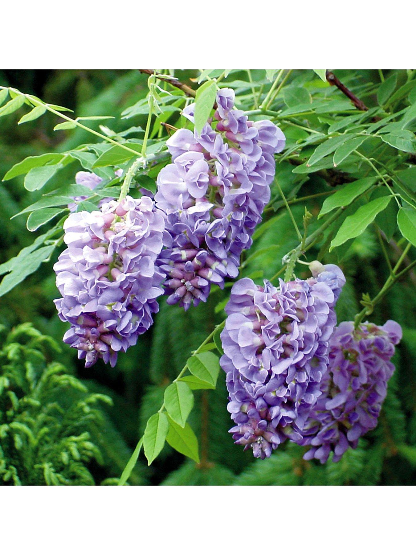  image of you-garden-wisteria-amethyst-falls-15cm-pot