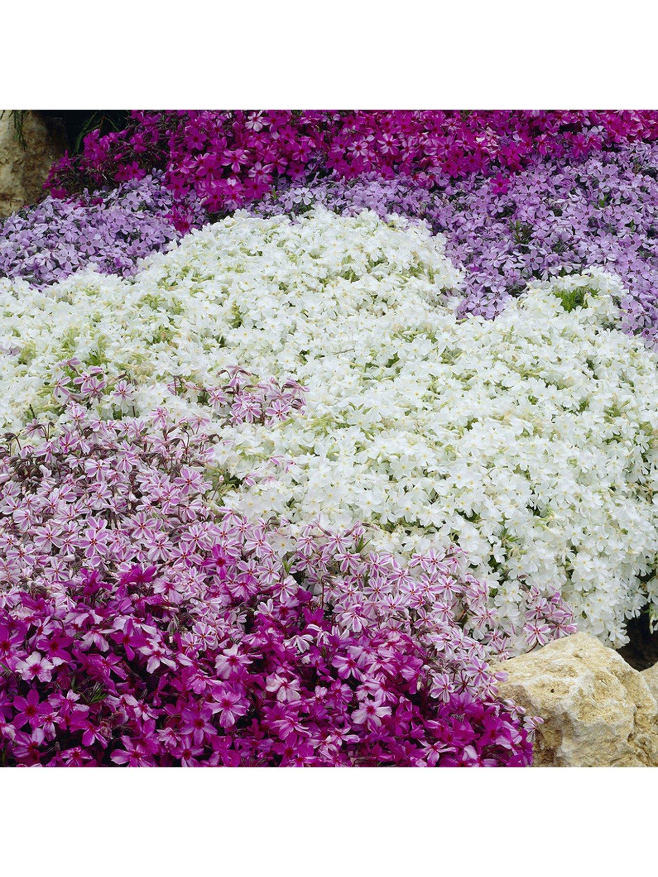 You Garden Creeping Moss Phlox Subulata Collection 6 x 9cm Pots