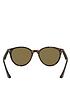  image of ray-ban-rayban-round-tortoise-frame-brown-lens-sunglasses