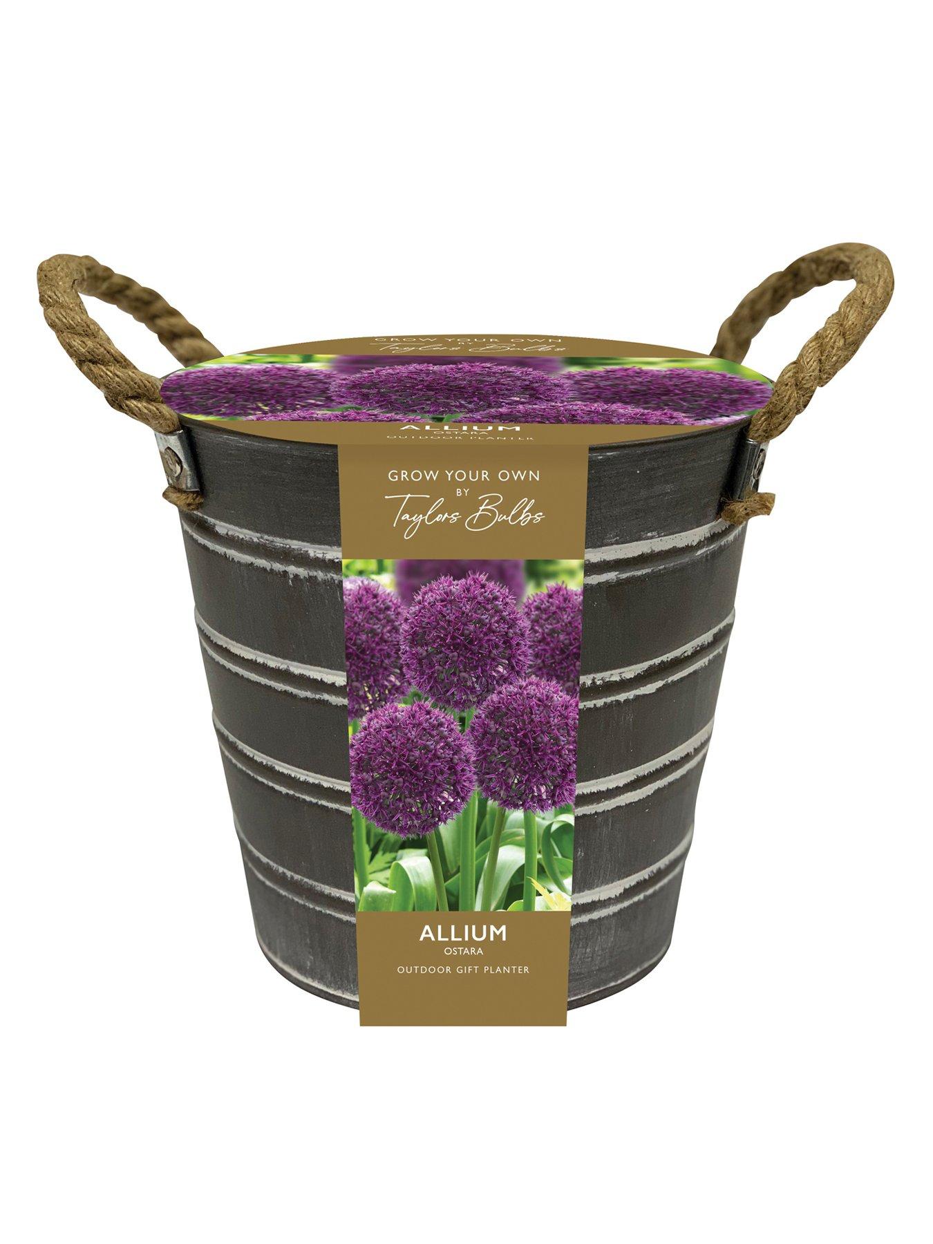 Image 1 of 2 of You Garden Outdoor Allium Bucket