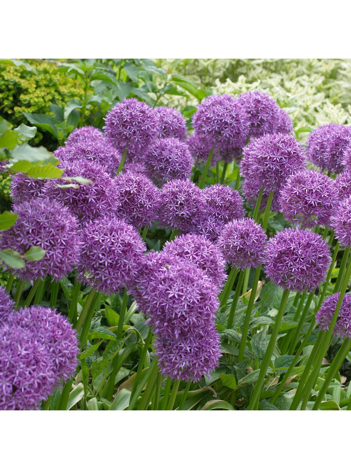 Image 2 of 2 of You Garden Outdoor Allium Bucket