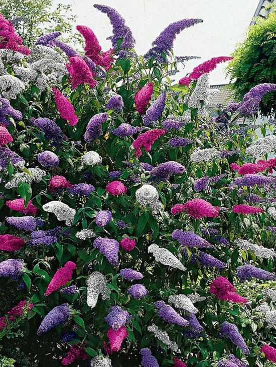 front image of buddleia-tricolour
