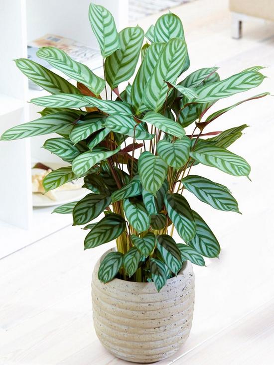 front image of calathea-compact-star-prayer-plant