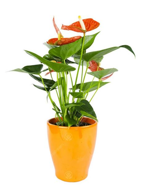 anthurium-houseplants-13cm-orange-ceramic-pot