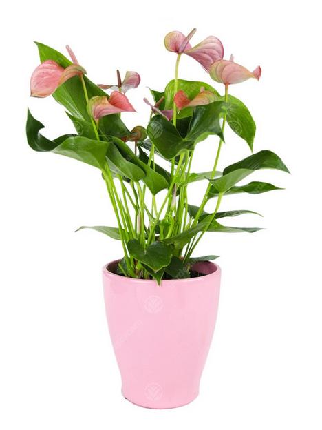 anthurium-houseplants-13cm-pink-ceramic-pot