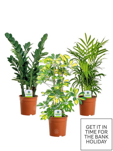 indoor-plant-mix-3-plants-house-office-live-potted-pot-plant-tree-mix-a