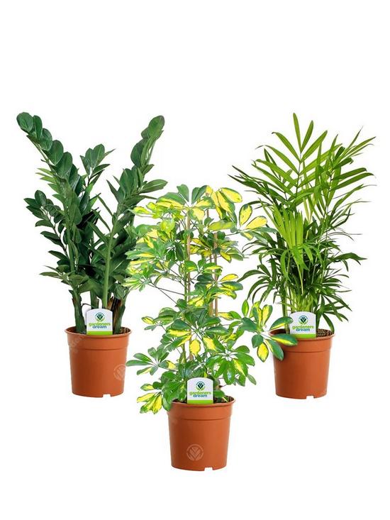 front image of indoor-plant-mix-3-plants-house-office-live-potted-pot-plant-tree-mix-a