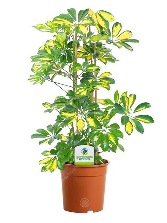 stillFront image of indoor-plant-mix-3-plants-house-office-live-potted-pot-plant-tree-mix-a