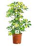  image of indoor-plant-mix-3-plants-house-office-live-potted-pot-plant-tree-mix-a