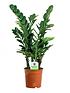  image of indoor-plant-mix-3-plants-house-office-live-potted-pot-plant-tree-mix-a