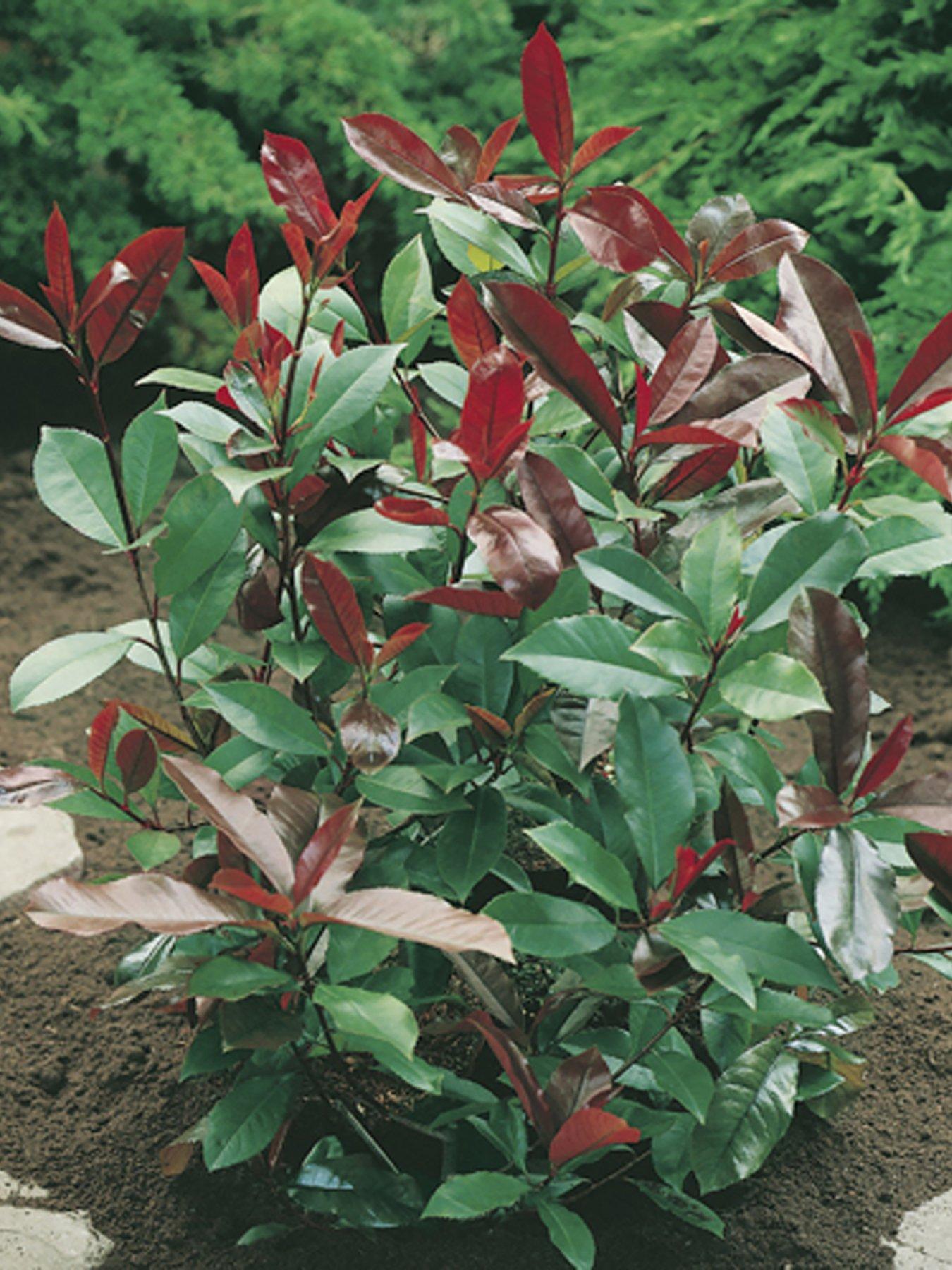 undefined Photinia 'Red Robin' Hedging Pack 10 x 9cm