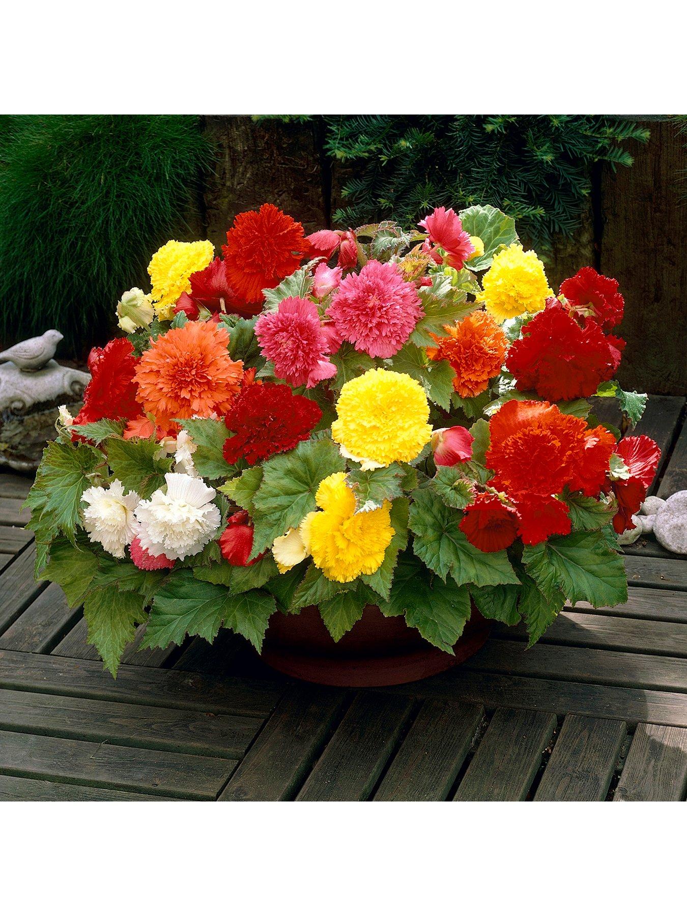You Garden Begonia Fimbriata Mix x 10 Tubers