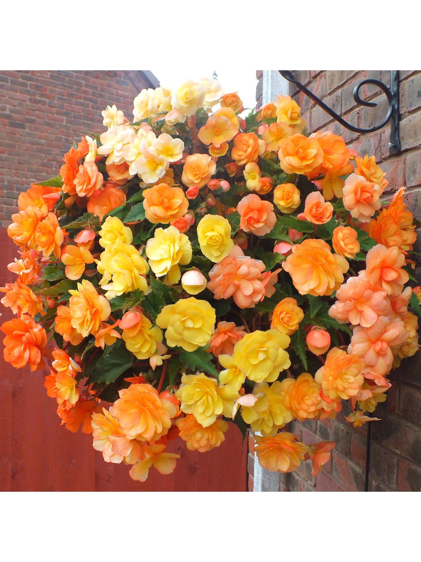 You Garden Begonia Apricot Fiery Shades Mix x 10 tubers