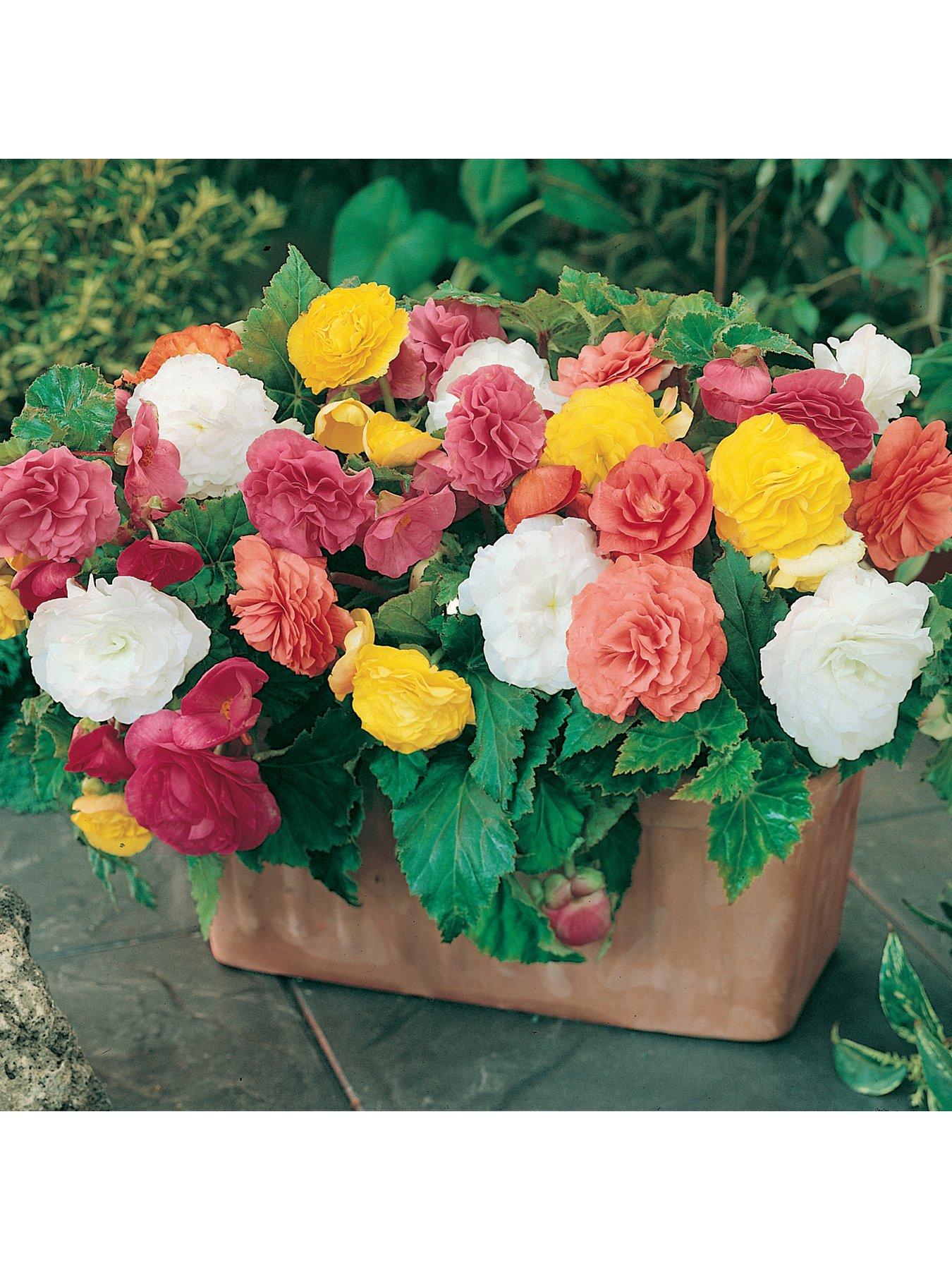 you-garden-begonia-non-stop-x-10-tubers