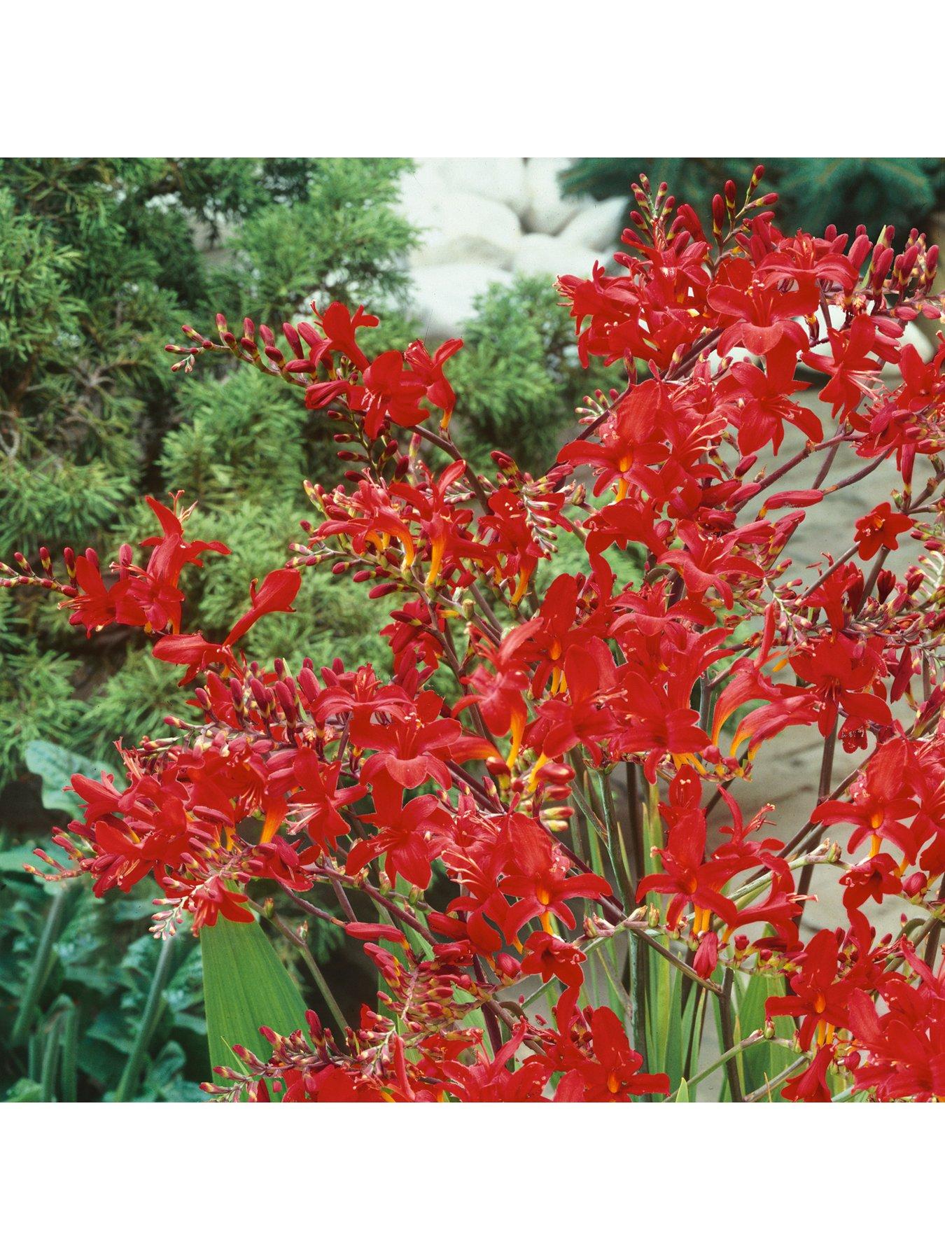 You Garden Crocosmia Lucifer 10 bulbs