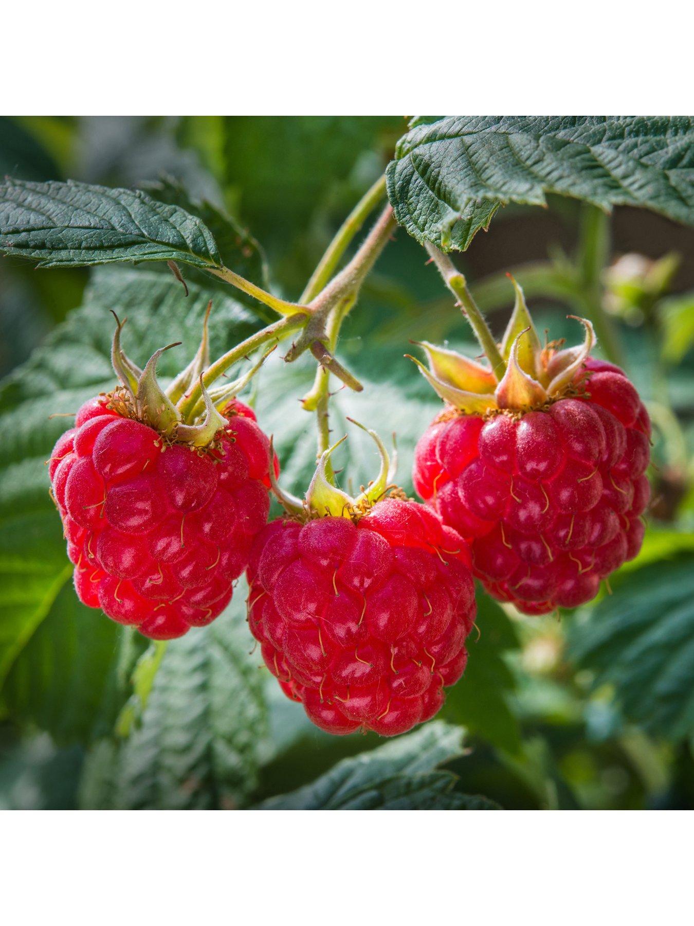 You Garden Premium Long Cane Raspberry x 10