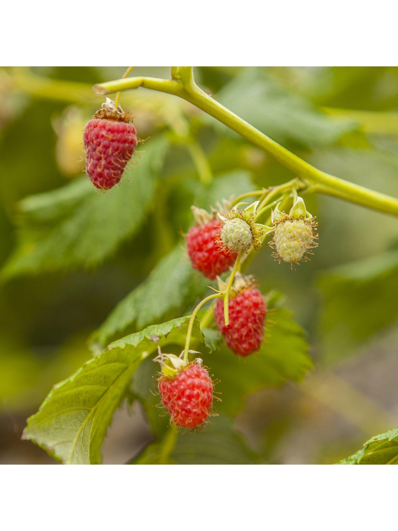 You Garden Premium Long Cane Raspberry x 10 | Littlewoods