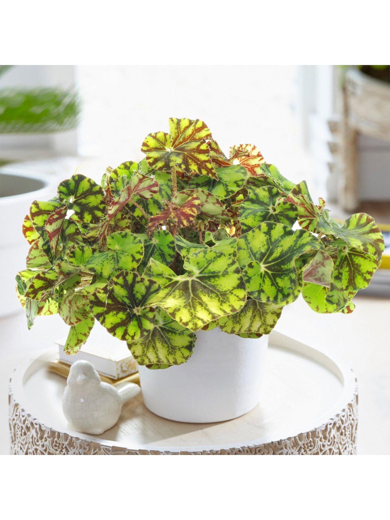 Begonia rex Zumba King Begonia