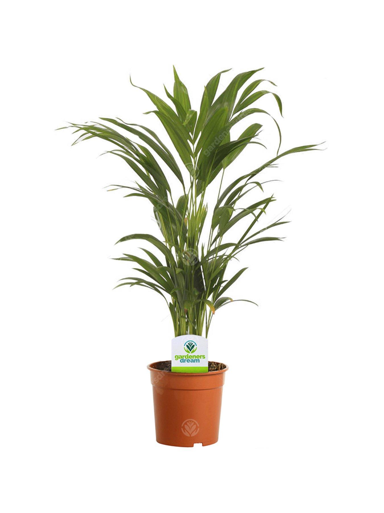 Indoor Plant Mix 3 Plants House / Office Live Potted Pot Plant Tree