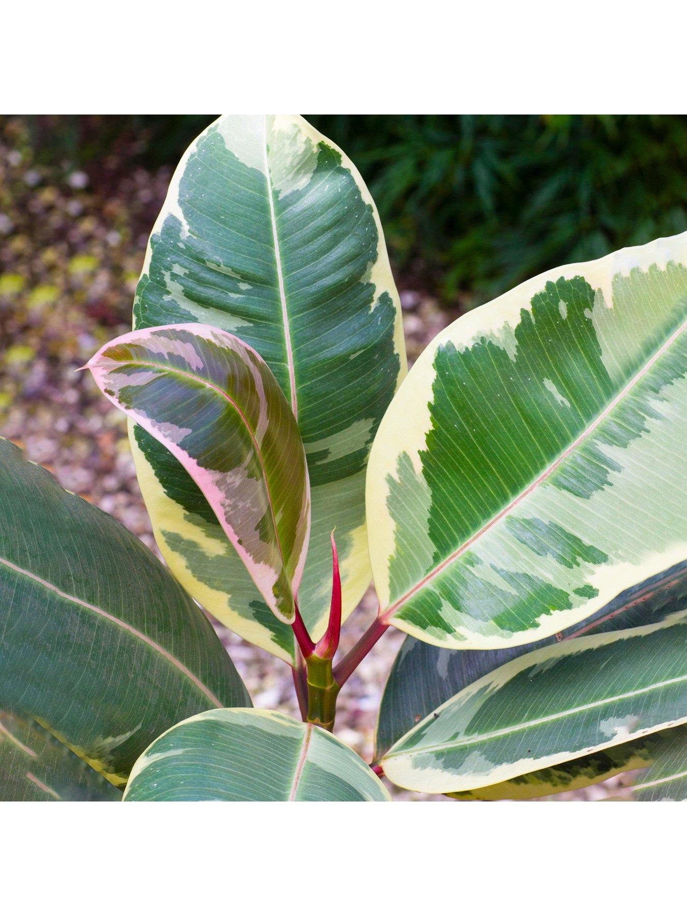 Ficus Tineke Rubber Plant