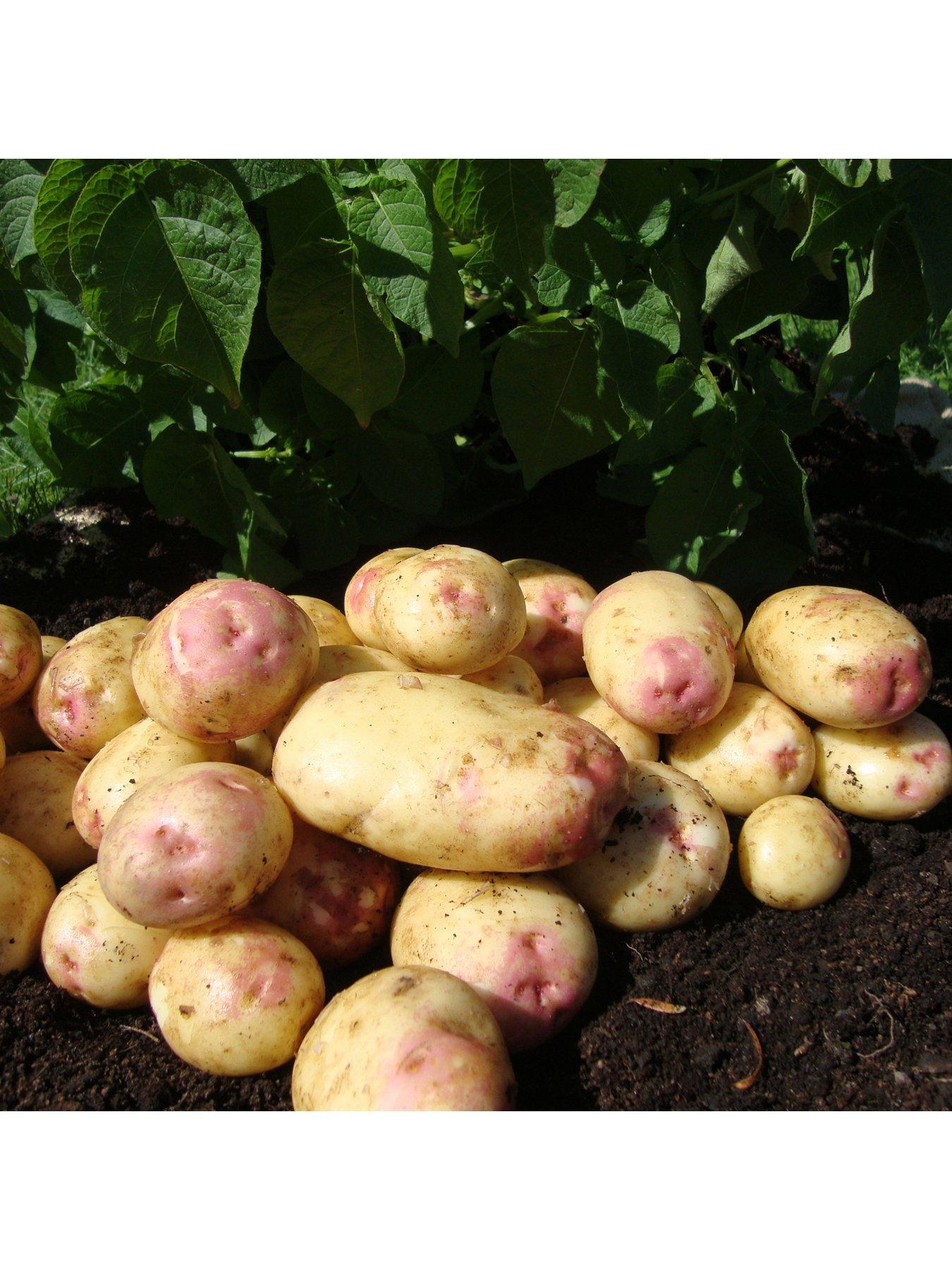 You Garden Seed Potato 'King Edward' (Maincrop) - 2.5kg
